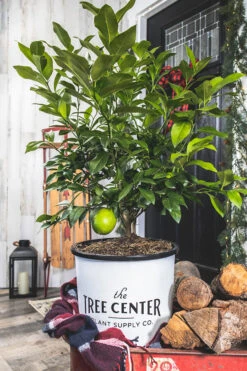 Meyer Lemon Bush -The Tree Center 3C9A1286 Edit 600x900 1