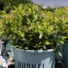 Bushel And Berry® Southern Bluebelle Blueberry