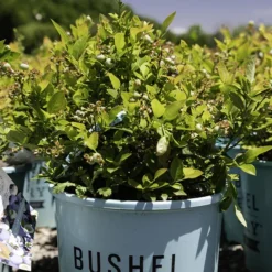 Bushel And Berry® Southern Bluebelle Blueberry