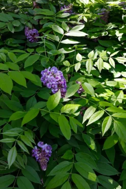 Amethyst Falls Wisteria