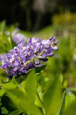 Amethyst Falls Wisteria 10 Amethyst Falls Wisteria -The Tree Center 3C9A9188 600x900 1