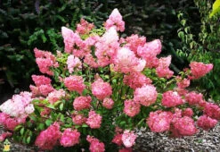 Strawberry Sundae® Hydrangea -The Tree Center 3strawberry sundae hydrangea 2 600x413 1
