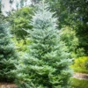 Horstmanns Silberlocke Korean Fir