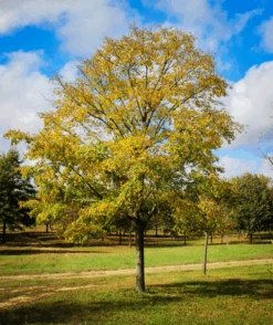 Accolade® Elm 5 Accolade® Elm -The Tree Center Accolade Elm Tree 1 600x713 1