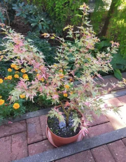 Taylor Japanese Maple