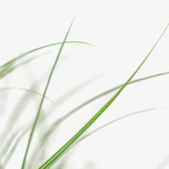 Adagio Maiden Grass -The Tree Center Adagio Maiden Grass 3G 03 copy 2 600x600 1