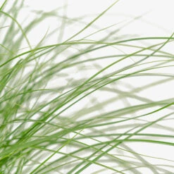 Adagio Maiden Grass -The Tree Center Adagio Maiden Grass 3G 04 copy 2 600x600 1