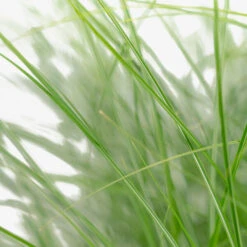 Adagio Maiden Grass -The Tree Center Adagio Maiden Grass 3G 05 copy 2 600x600 1