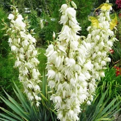 Adams Needle Yucca