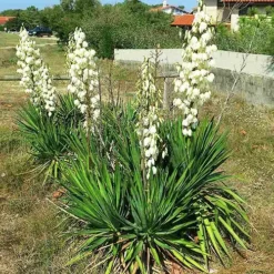 Adams Needle Yucca -The Tree Center Adams Needle Yucca 4 copy jpg webp
