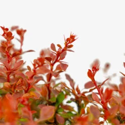 Admiration Barberry -The Tree Center Admiration Barberry 2G 03 copy 2 600x600 1