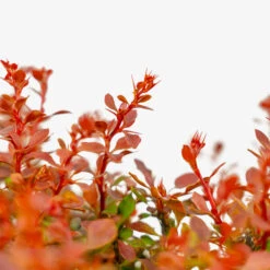 Admiration Barberry -The Tree Center Admiration Barberry 2G 04 copy 2 600x600 1