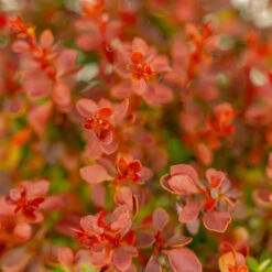 Admiration Barberry -The Tree Center Admiration Barberry 2G 05 copy 2 600x600 1