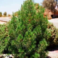 Afghan Eldarica Pine -The Tree Center Afghan Eldarica Pine 1 copy jpg