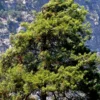 Afghan Eldarica Pine