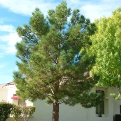 Afghan Eldarica Pine -The Tree Center Afghan Eldarica Pine 4 copy jpg