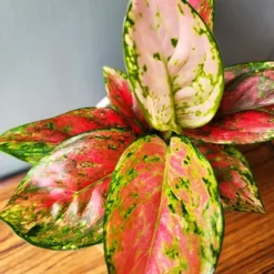 Aglaonema Red Wishes -The Tree Center Aglaonema Red Wishes 2 copy jpg webp