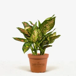 Aglaonema Red Wishes -The Tree Center Aglaonema Red Wishes 6in 01 jpg 600x600 1
