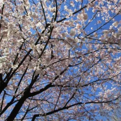 Akebono Cherry Tree -The Tree Center Akebono Cherry Tree 4 copy jpg