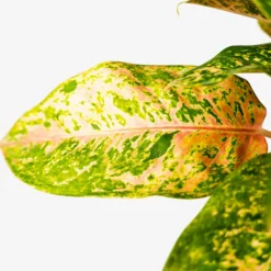 Aglaonema Jazzed Gems™ Dizzy Diamond -The Tree Center Algaonema Jazzed Gems Dizzy Diamond 1G 02 copy 600x600 1