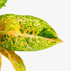 Aglaonema Jazzed Gems™ Dizzy Diamond -The Tree Center Algaonema Jazzed Gems Dizzy Diamond 1G 03 copy 600x600 1