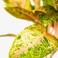 Aglaonema Jazzed Gems™ Dizzy Diamond -The Tree Center Algaonema Jazzed Gems Dizzy Diamond 1G 04 copy 600x600 1
