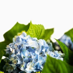 All Summer Beauty Hydrangea -The Tree Center All Summer Beauty Hydrangea 3G 03 copy 600x600 1