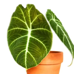 Alocasia Black Velvet -The Tree Center Alocasia Black Velvet 3 copy jpg webp
