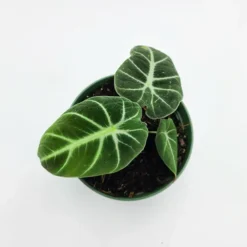 Alocasia Black Velvet -The Tree Center Alocasia Black Velvet 4 copy jpg webp