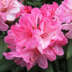 Aloha Rhododendron