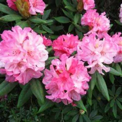 Aloha Rhododendron -The Tree Center Aloha Rhododendron 3 copy jpg