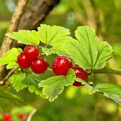 Alpine Currant -The Tree Center Alpine Currant 2 copy 600x600 1