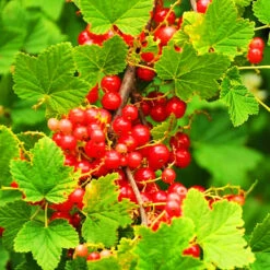 Alpine Currant -The Tree Center Alpine Currant 4 copy 600x600 1