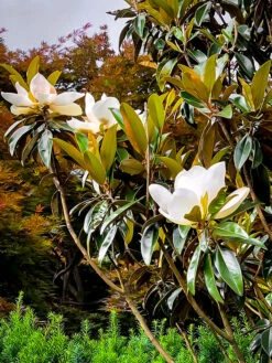 Alta Southern Magnolia -The Tree Center Alta Southern Magnolia 03 1 600x800 1