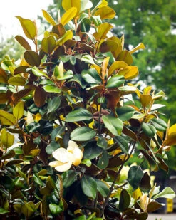 Alta Southern Magnolia -The Tree Center Alta Southern Magnolia 1 600x750 1