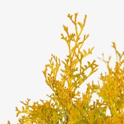 Amber Gold Arborvitae -The Tree Center Amber Gold Arborvitae 5G 02 copy 1 600x600 1