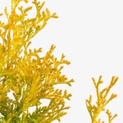 Amber Gold Arborvitae