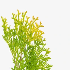 Amber Gold Arborvitae -The Tree Center Amber Gold Arborvitae 5G 04 copy 1 600x600 1