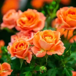 Amber Sunblaze® Miniature Rose - Tree Form -The Tree Center Amber Sunblaze Miniature Rose Tree Form 2 copy jpg webp