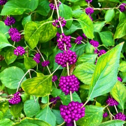 American Beautyberry -The Tree Center American Beautyberry 2 copy 600x600 1