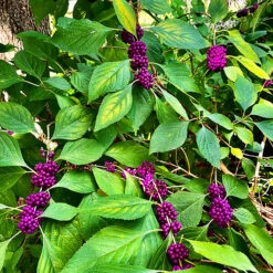 American Beautyberry -The Tree Center American Beautyberry 4 copy 600x600 1