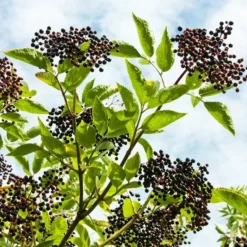 American Black Elderberry 6 American Black Elderberry -The Tree Center American Black Elderberry 2 copy jpg webp