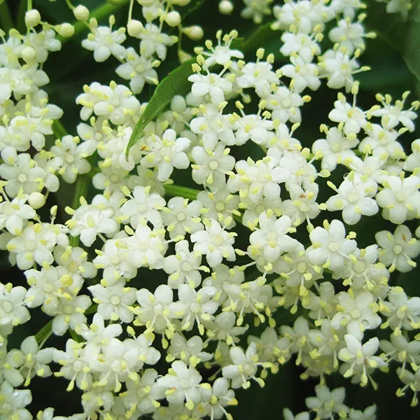 American Black Elderberry 1 American Black Elderberry