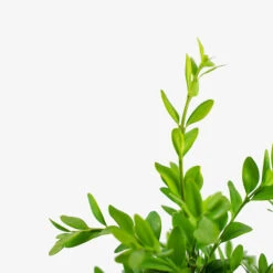 American Boxwood 7 American Boxwood -The Tree Center American Boxwood 5G 02 copy 600x600 1