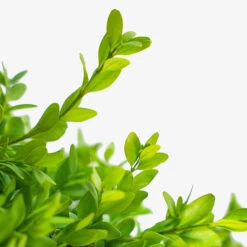 American Boxwood 8 American Boxwood -The Tree Center American Boxwood 5G 03 copy 600x600 1