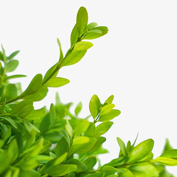 American Boxwood 4 American Boxwood - Image 4