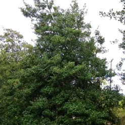 Jersey Knight American Holly -The Tree Center American Holly Jersey Knight 1 copy jpg