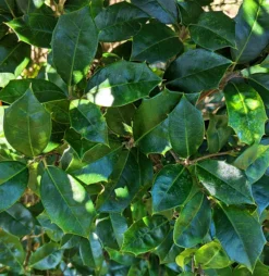 Jersey Knight American Holly -The Tree Center American Holly Jersey Knight 3 copy 600x617 1