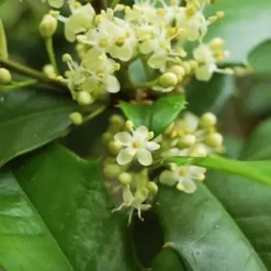 Jersey Knight American Holly