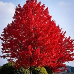 American Red Maple -The Tree Center American Red Maple 1 jpg